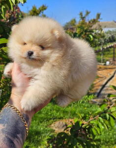 Najlepsi Pomeranci Boo samo u Pom_Hash_Starsu 