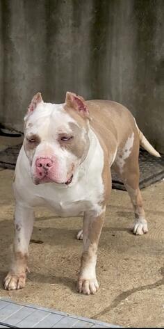 American bully XL/XXL