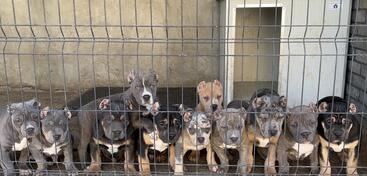 American bully XL/XXL