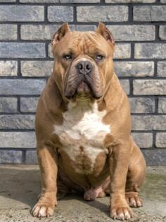 American bully XL/XXL