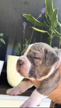 American bully XL/XXL