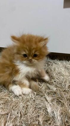 Prodajem persijske macice