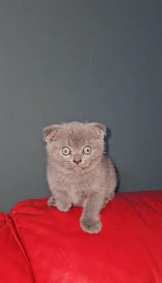 Skotski fold /scottish fold macke