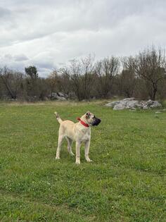 Stene kangala 4mjeseca