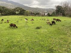 5 koza 1 VELIKI JARAC I 7 Jaradi