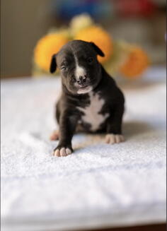 American pitbull terier  
