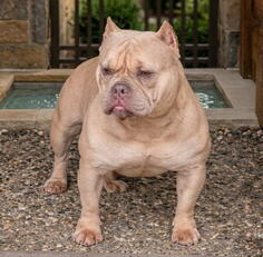 American Bully Ženka je stara 15 meseci 