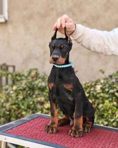 Doberman musko stene