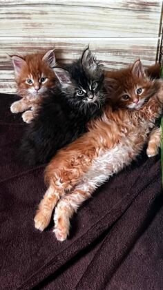 prodajem maine coon macke
