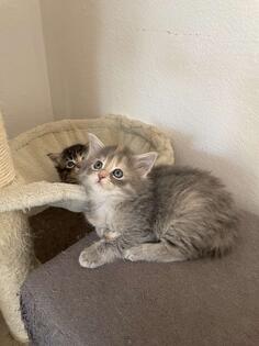 prodajem maine coon macke