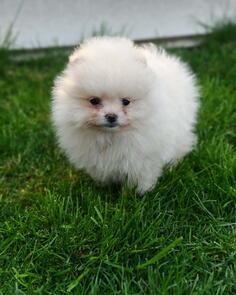 Pomeranski spic  