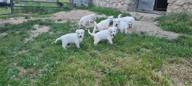Beli švajcarski ovčar prelepi štenci