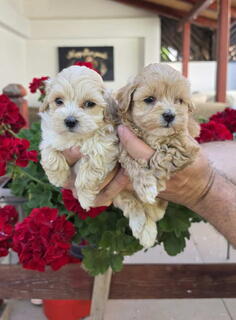Savrseni maltipoo bebani spremni su za preuzimanje