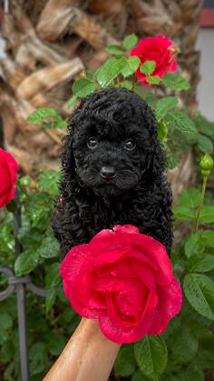 Zenka Toy Poodle Black