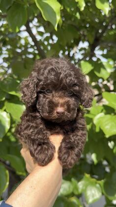 Muzak Toy Poodle brown