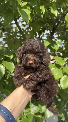 Toy Poodle muzjak brown šampionskog porekla