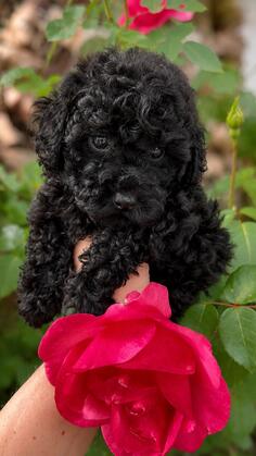 Toy Poodle zenka black šampionskog porekla