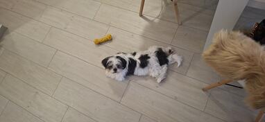  Shi Tzu cistokrvni,cjepljen cjena