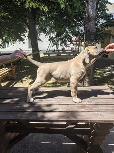 Cane Corso Kane Korso prelepi formentino štenci