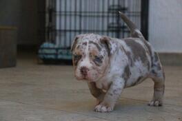 American Bully 