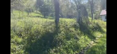 Domaća jabukovača