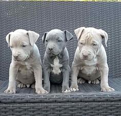 Pit bull stenci EXOTIC