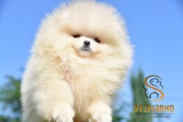 Pomeranac BOO medvedići, Pomeranski Špic štenci