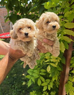 Maltipoo stenci spremni su za preuzimanje 