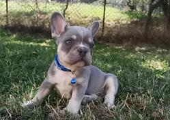 Francuski buldog - exotica