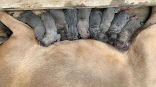 Cane Corso 