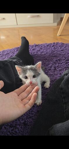 The kitten is looking for a home 
