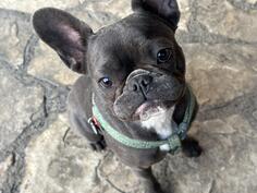 Francuski Buldog sivi