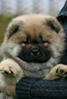 Chow Chow Cau Cau Čau Čau