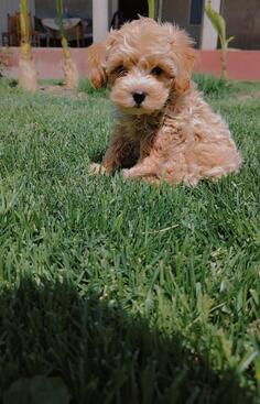 Maltipoo