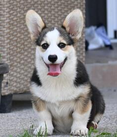 Velski korgi/Welsh Corgi Pembroke
