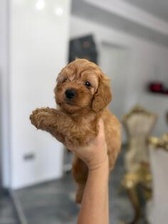 Goldendoodle prelepi štenci