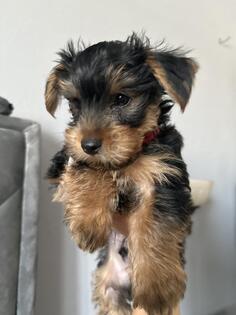 Mini jorkija