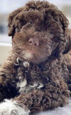 Lagotto Romagnolo – rezervacija stenaca 