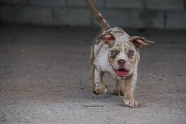 American Bully