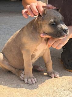 Cane corso