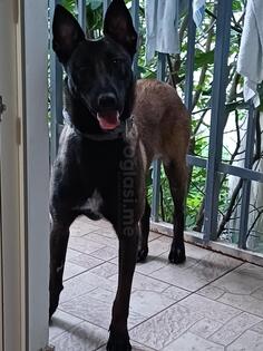 Štene  Belgijske  Malinoe 