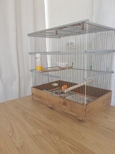 kanarac i kanarika