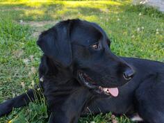 Poklanjamo labradora