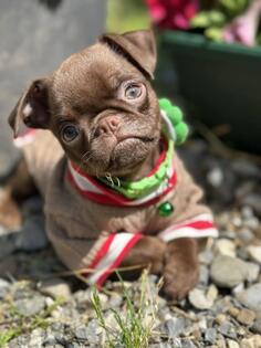 Chocolate Petit Brabancon (Smooth Brussel Griffon)