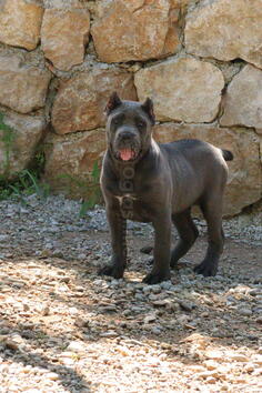Cane Corso