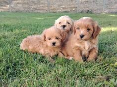 Maltipoo stenci