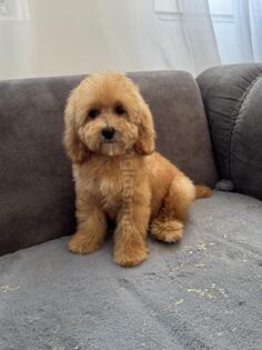 Pudla
