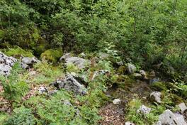 Poljoprivredno zemljište 45000m2 - Kolašin - Gornje Lipovo