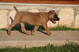 Cane Corso