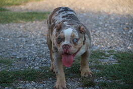 American Bully
